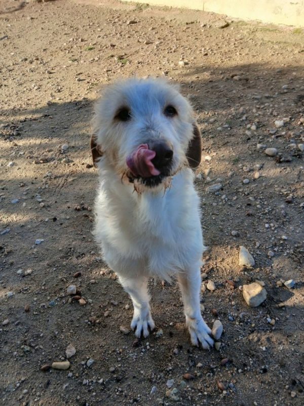 Luho - Chien à adopter - photo 4