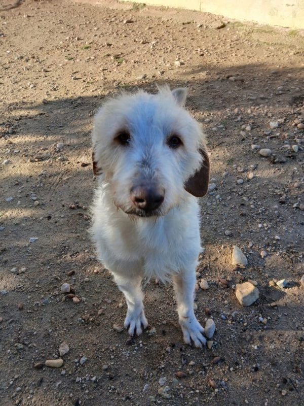Luho - Chien à adopter - photo 9
