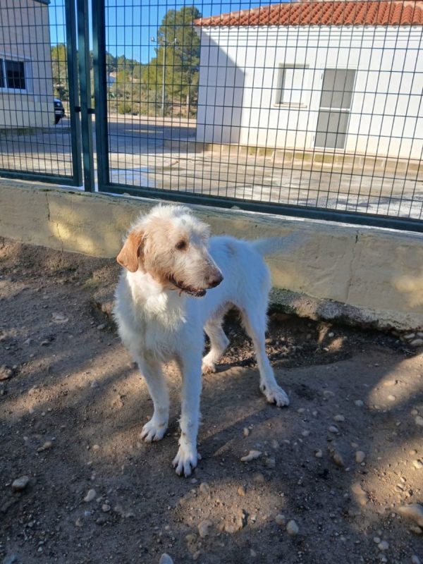 Luho - Chien à adopter - photo 2