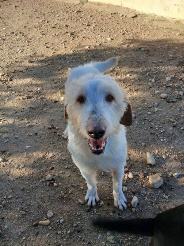Luho - Chien à adopter - photo 6