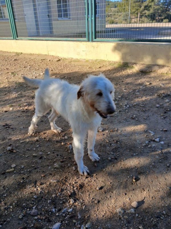 Luho - Chien à adopter - photo 8