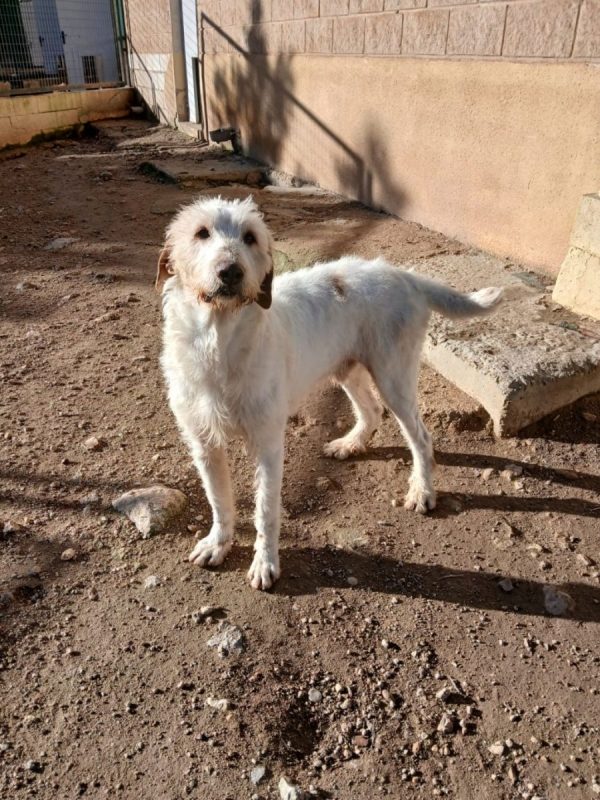 Luho - Chien à adopter - photo 7