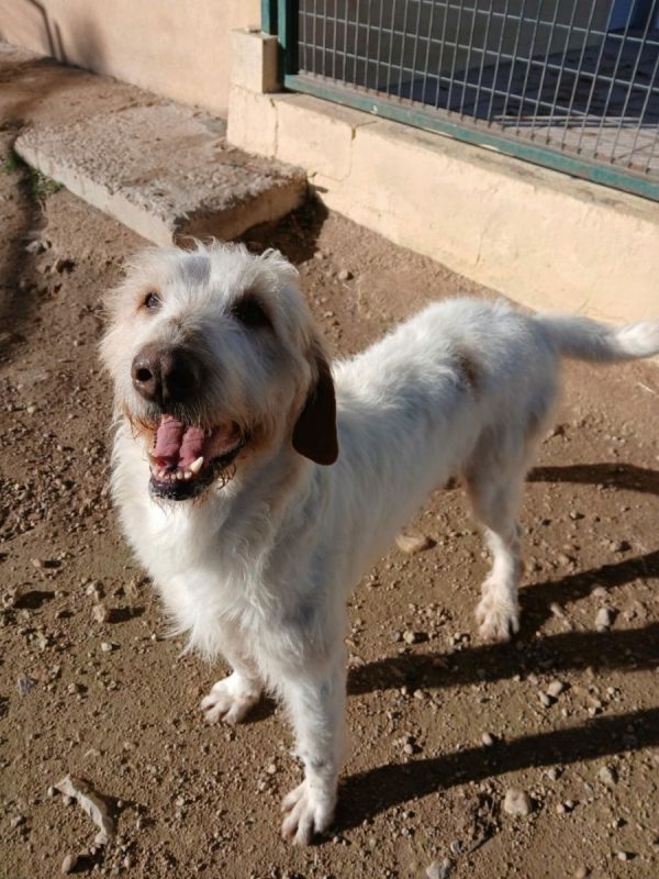 Luho - Chien à adopter