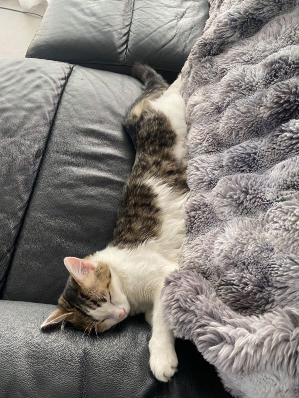 Louis - Chat à adopter - photo 4