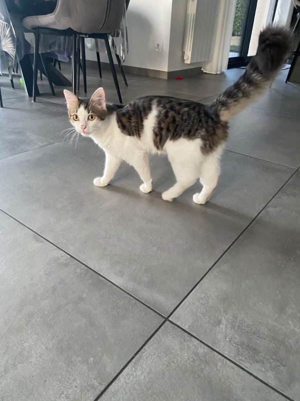 Louis - Chat à adopter