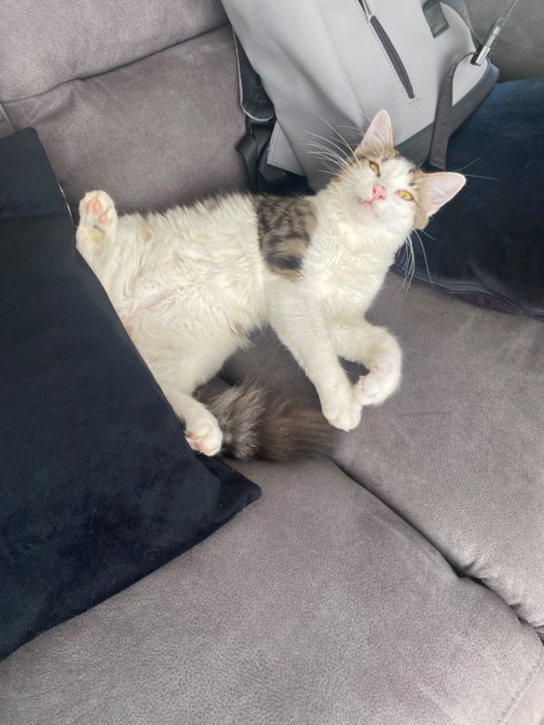 Louis - Chat à adopter - photo 6