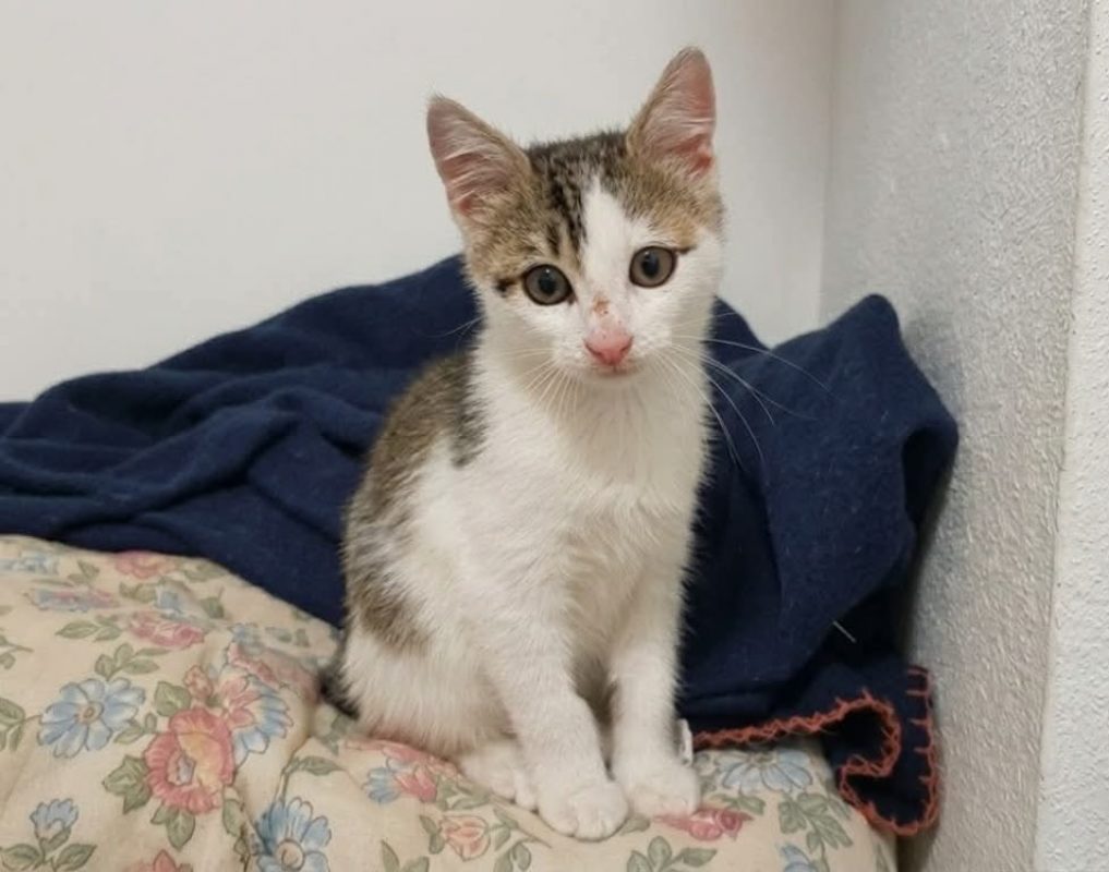 Mouss - Chat Européen à adopter - photo 2