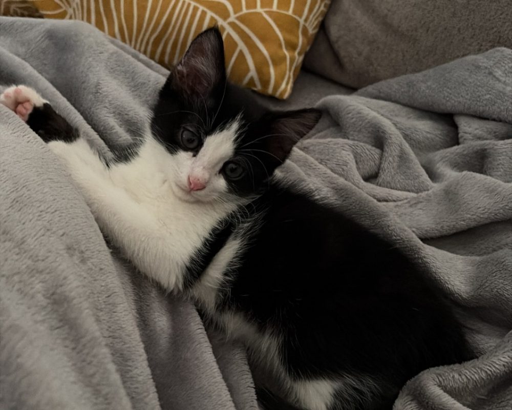 Poopy - Chat Européen à adopter