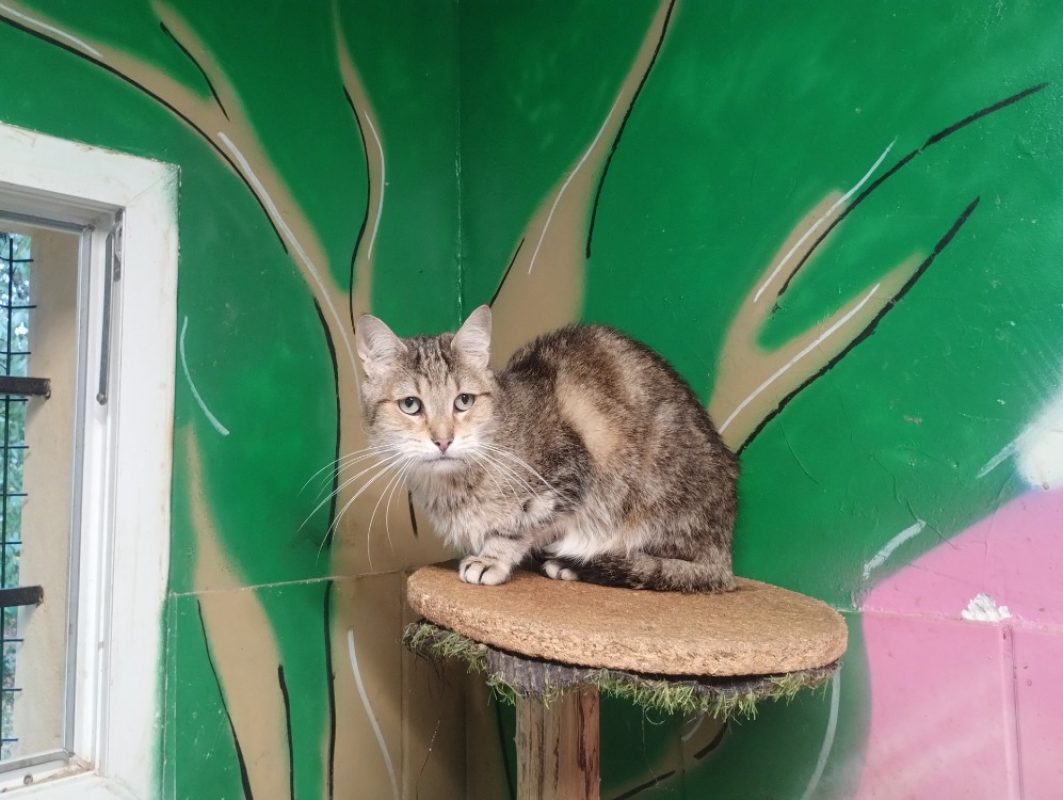 Poufinou - Chat Européen à adopter