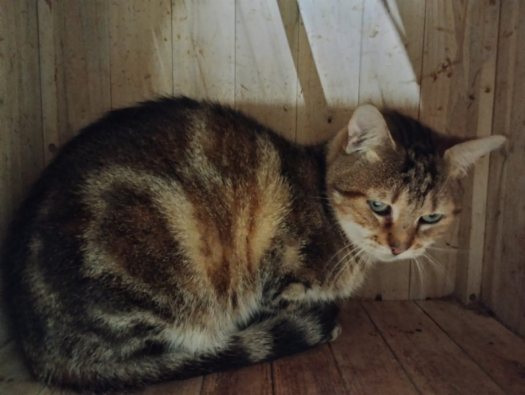 Pouf - Chat Européen à adopter
