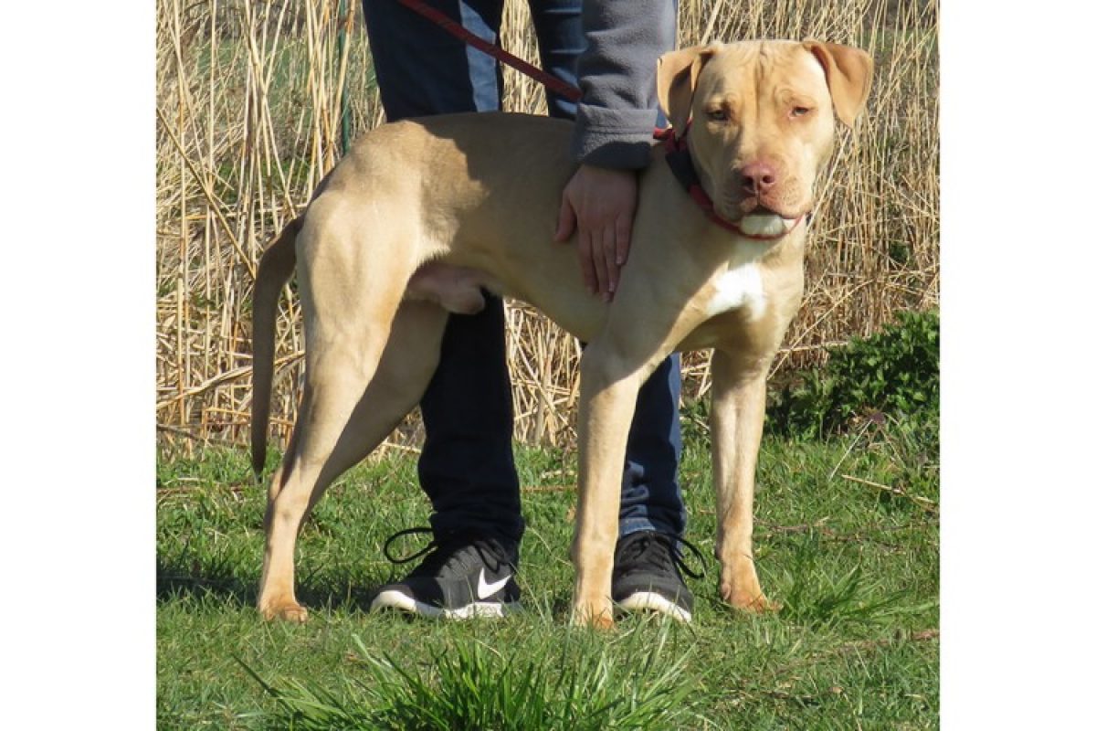 Cincinnati dit paco - Chien Terrier à adopter - photo 2
