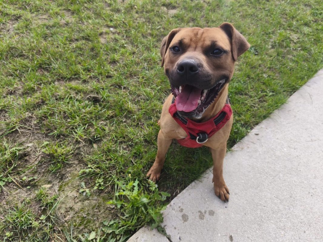 Kesako - Chien Bouledogue Américain à adopter