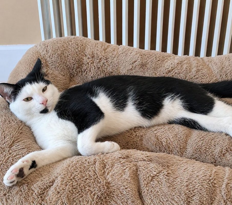 Cuba - Chat Européen à adopter - photo 2