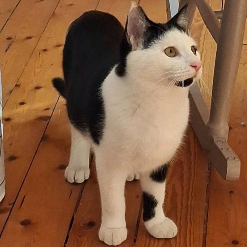 Cuba - Chat Européen à adopter - photo 3