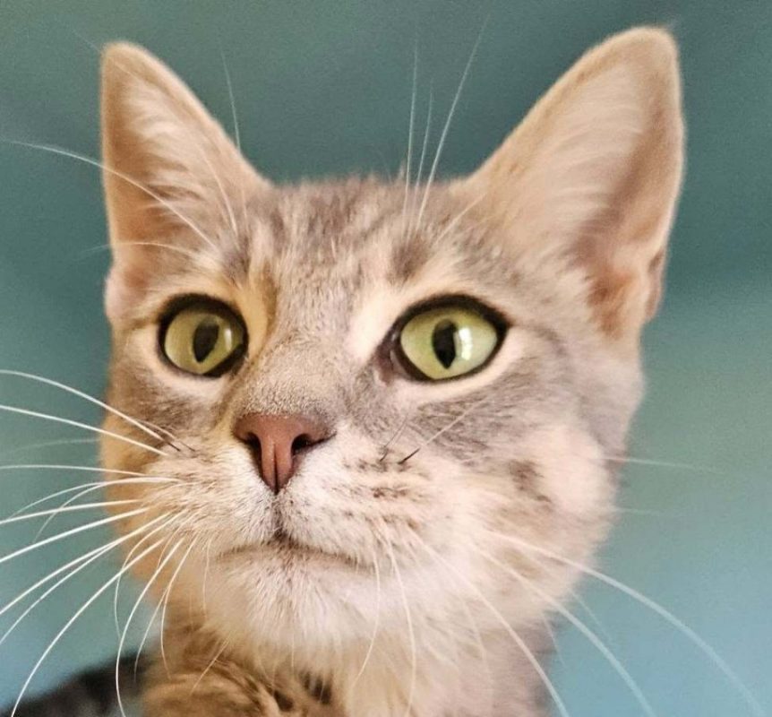 Quilly - Chat Européen à adopter