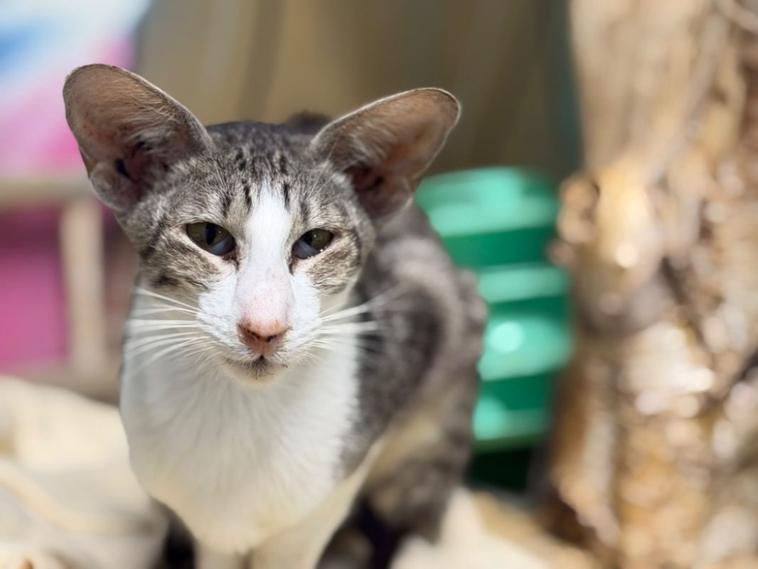 Vanora - Chat à adopter