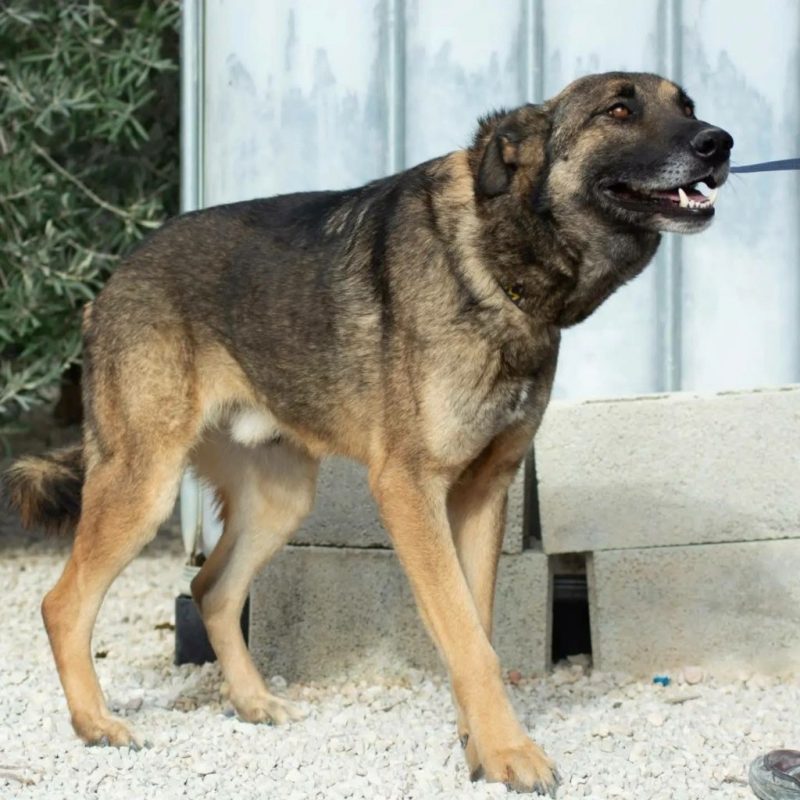 Kovu - Chien à adopter - photo 4