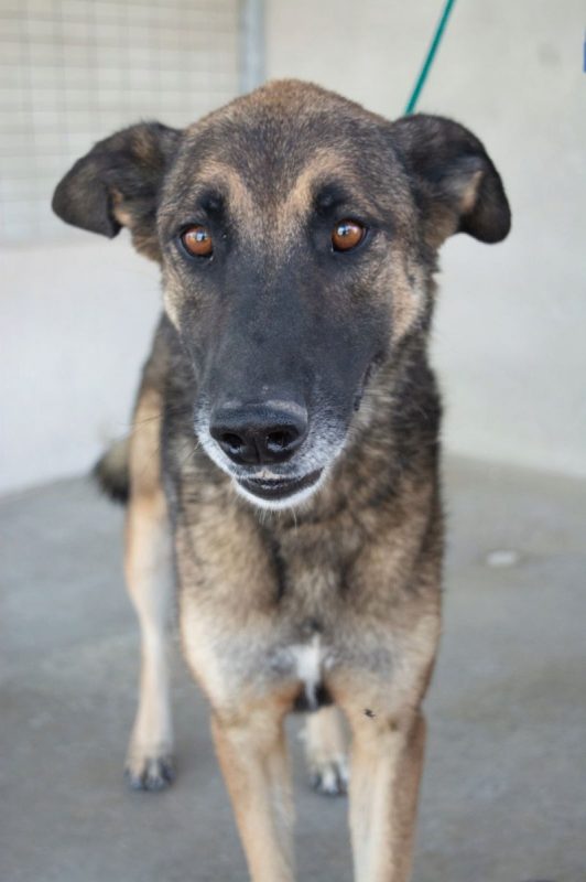 Kovu - Chien à adopter - photo 5