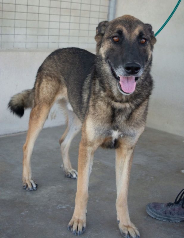 Kovu - Chien à adopter