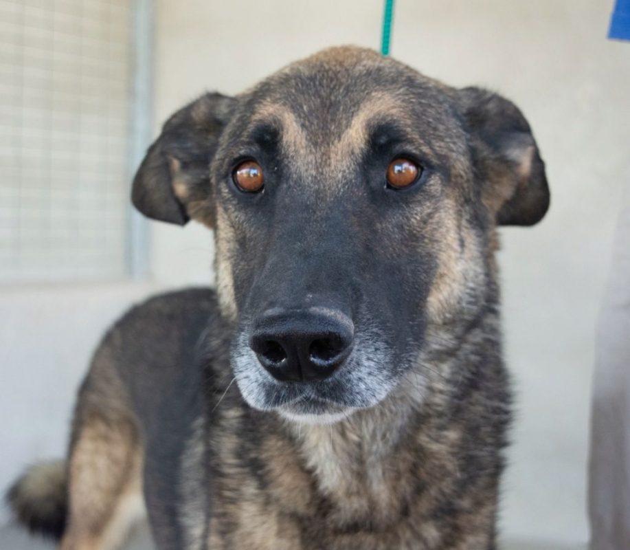 Kovu - Chien à adopter - photo 6