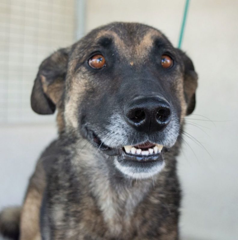 Kovu - Chien à adopter - photo 8