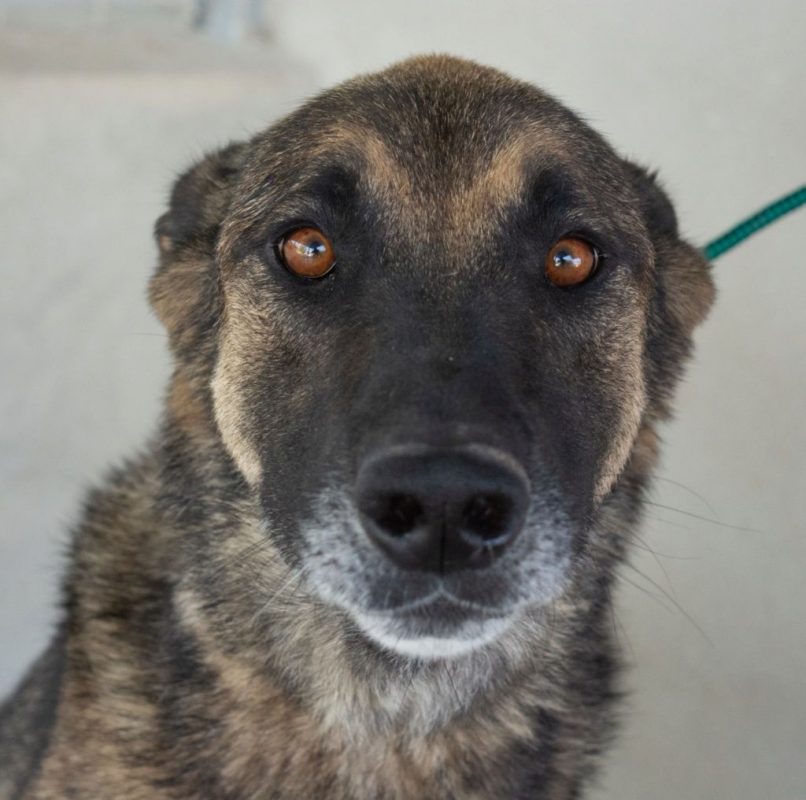 Kovu - Chien à adopter - photo 2