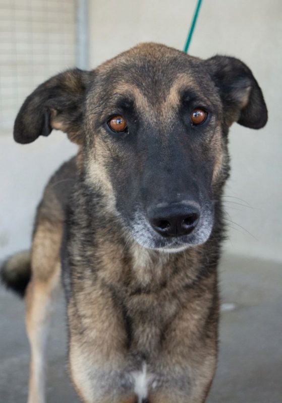 Kovu - Chien à adopter - photo 7