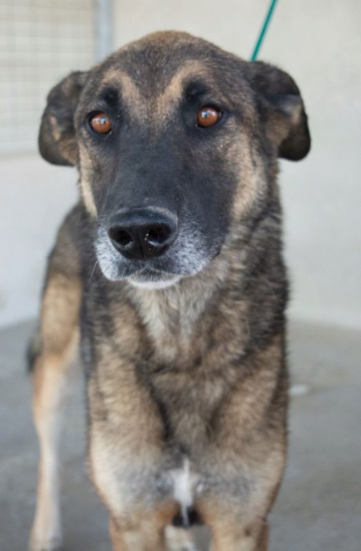 Kovu - Chien à adopter - photo 3