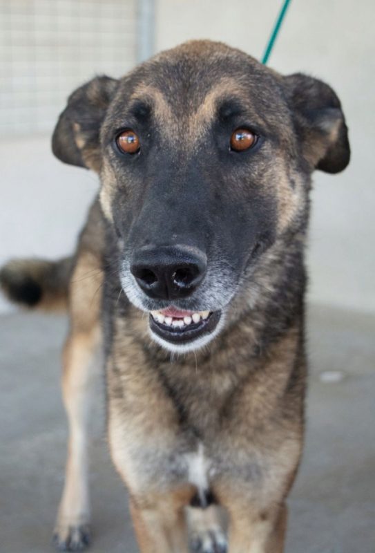 Kovu - Chien à adopter - photo 9