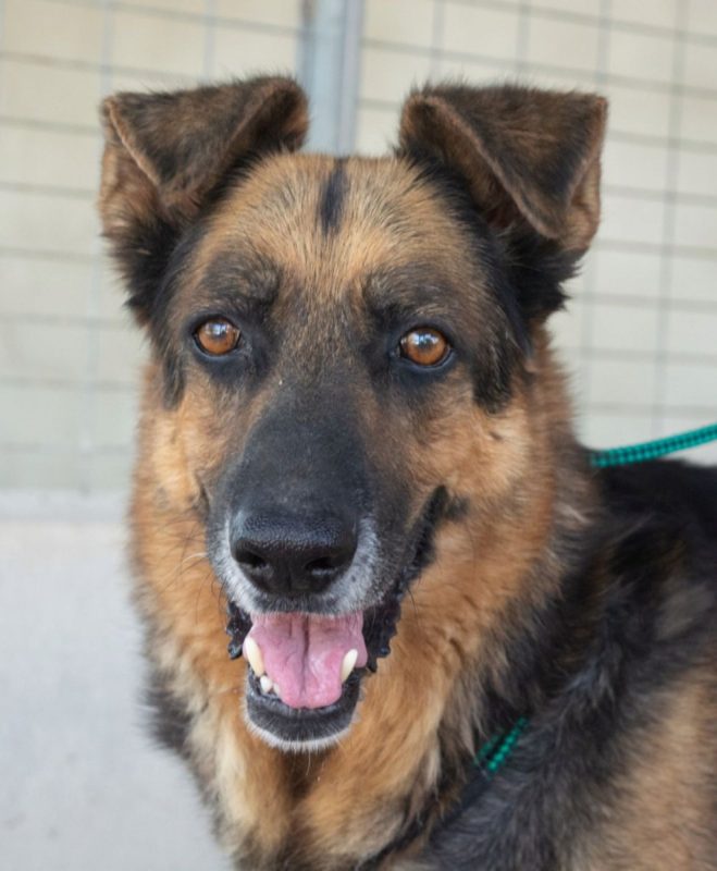 Rey - Chien Berger Allemand à adopter - photo 2
