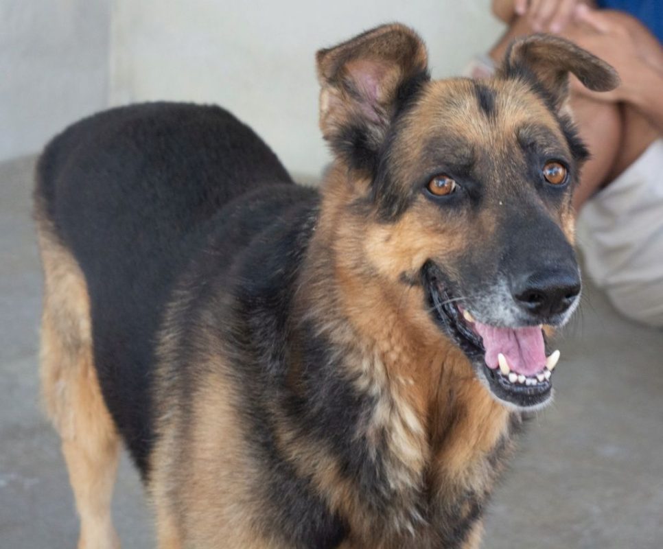 Rey - Chien Berger Allemand à adopter - photo 5