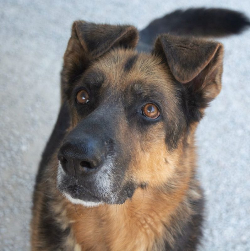 Rey - Chien Berger Allemand à adopter - photo 7
