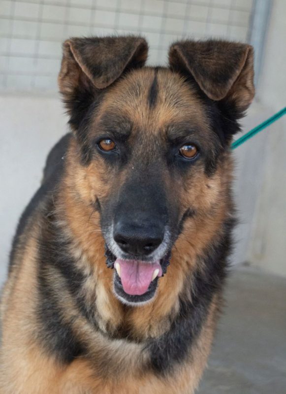 Rey - Chien Berger Allemand à adopter