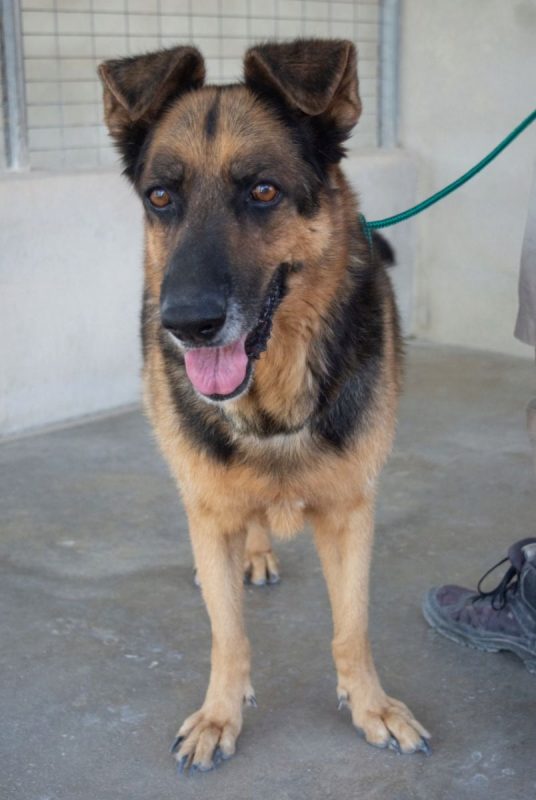 Rey - Chien Berger Allemand à adopter - photo 6