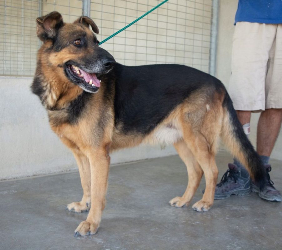 Rey - Chien Berger Allemand à adopter - photo 4