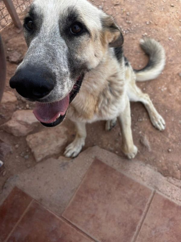Kiko - Chien Berger Allemand à adopter - photo 5