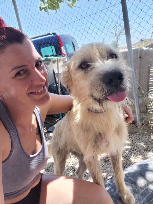 Zazu - Chien à adopter - photo 4