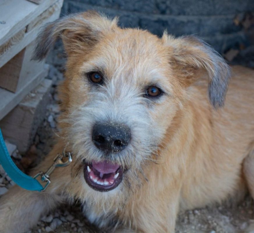 Zazu - Chien à adopter