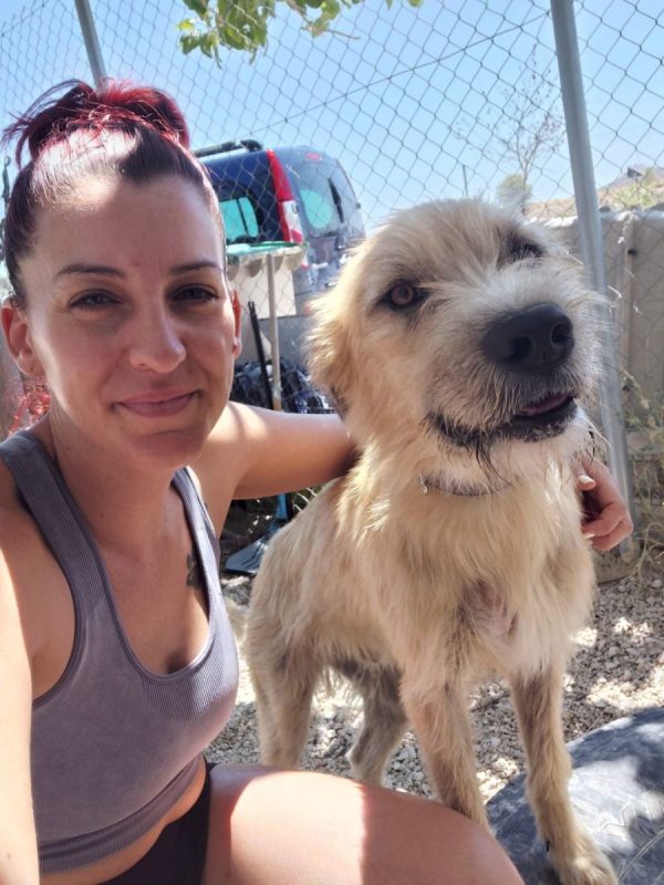 Zazu - Chien à adopter - photo 2