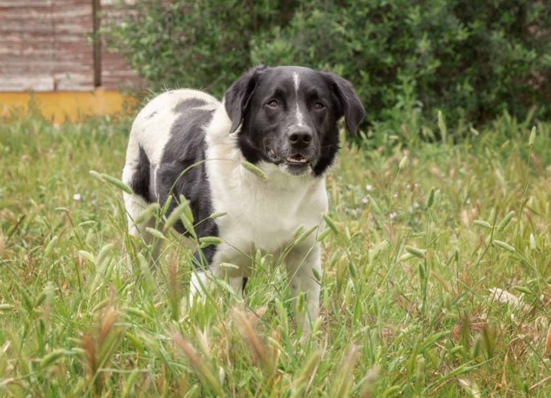 Salva - Chien à adopter - photo 5