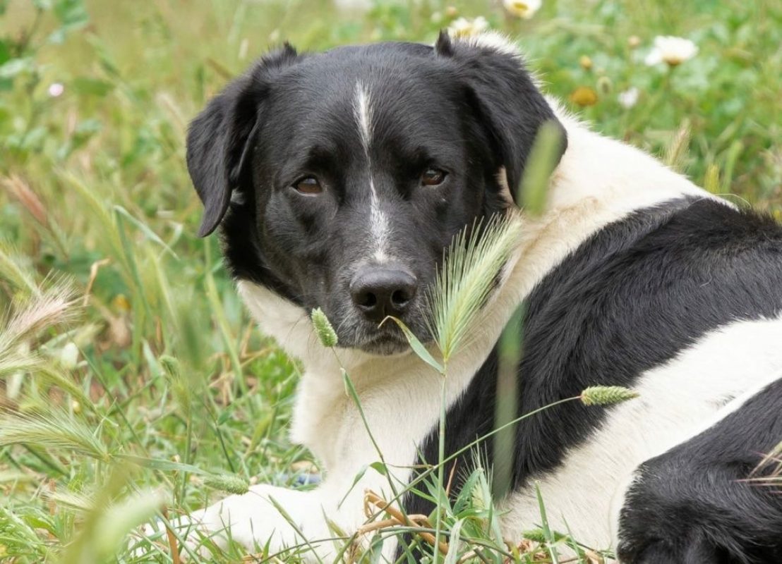 Salva - Chien à adopter