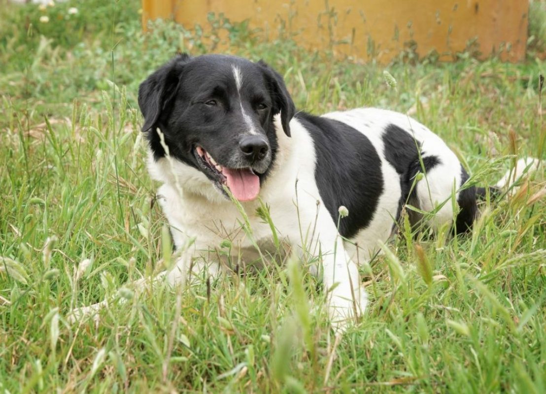 Salva - Chien à adopter - photo 7