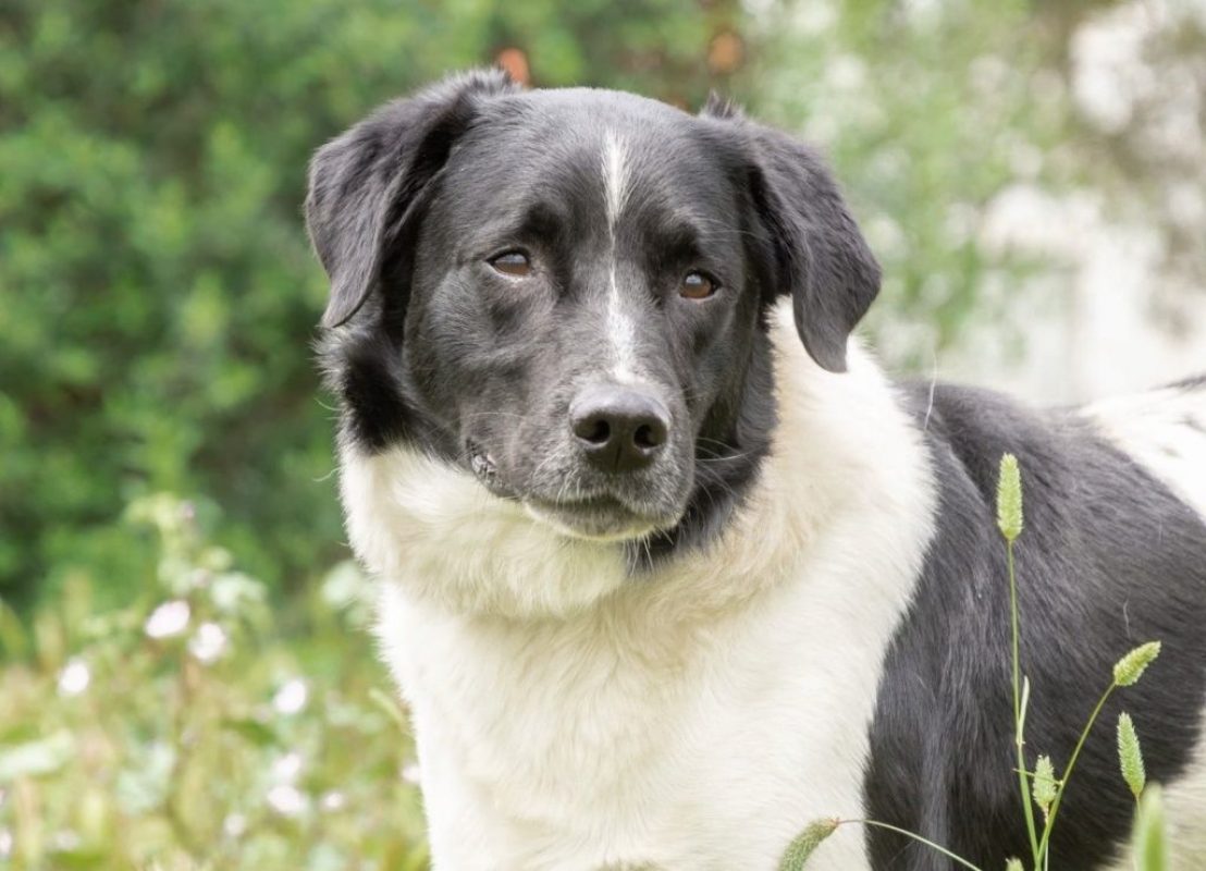 Salva - Chien à adopter - photo 3