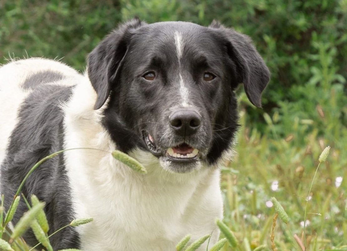 Salva - Chien à adopter - photo 2