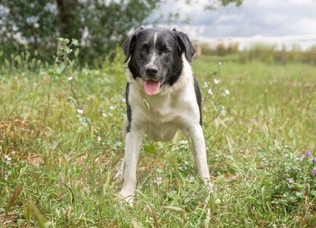 Salva - Chien à adopter - photo 4
