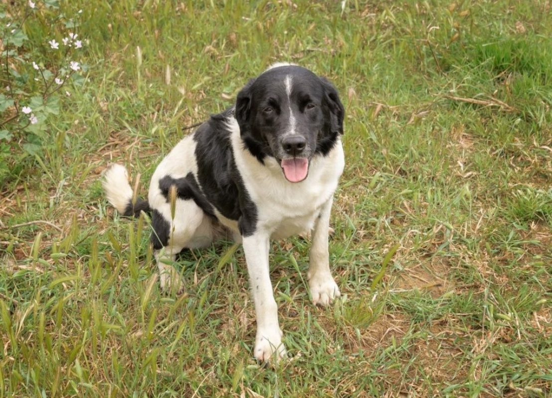 Salva - Chien à adopter - photo 6