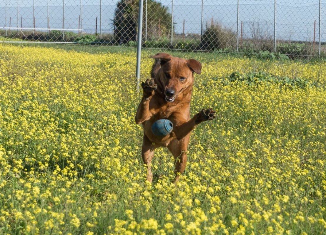 Tayson - Chien à adopter - photo 6