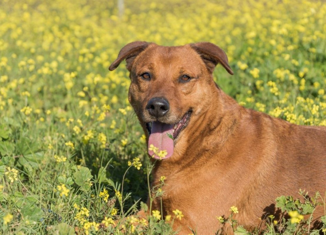 Tayson - Chien à adopter - photo 8