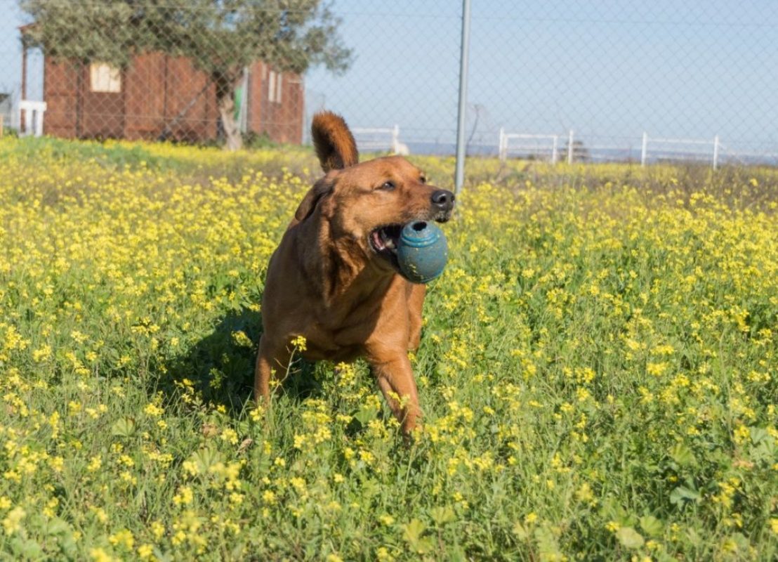 Tayson - Chien à adopter - photo 10