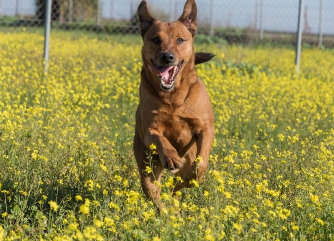 Tayson - Chien à adopter - photo 3